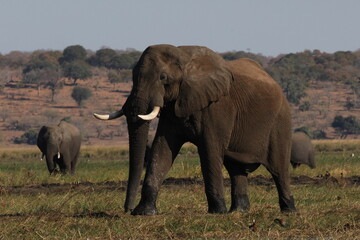 elephants in the savannah in botswana