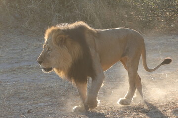 Lion walking in morning light