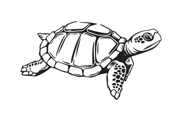 illustration of a sea turtle swimming