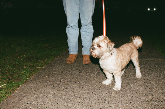 Young man walking his Havanese dog on sidewalk in the dark.