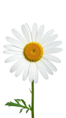 Fototapeta premium A close-up of a single white daisy with a yellow center and green stem against black