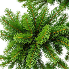 Obraz premium Close-up of vibrant green evergreen needles, perfect for holiday decor