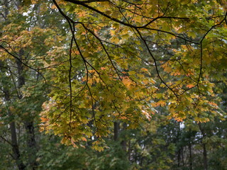Maple branch with autumn yellow, orange and green leaves