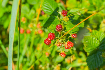 Ripe berry on a bush. Close-up of wild blackberry