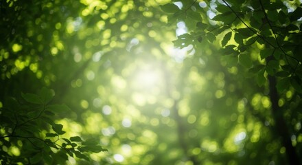 Fototapeta premium Abstract Calming Green Forest Background with Sunlight Bokeh and Blurred Leaves