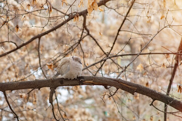 A grey dove sleeps on a tree branch. A laughing dove is ruffled from the cold.