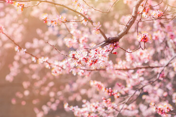 Blooming sakura branches. Close-up of pink flowers on tree branches.