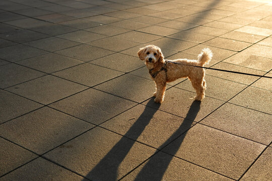 Small curly-haired dog on leash standing in sunlight