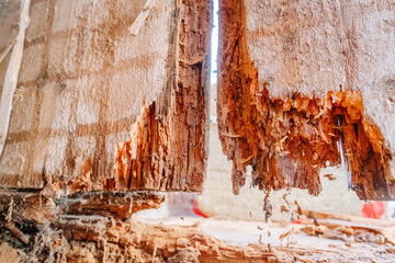 Close-up of severely rotted wood splitting apart, with loose splinters and signs of insect or...