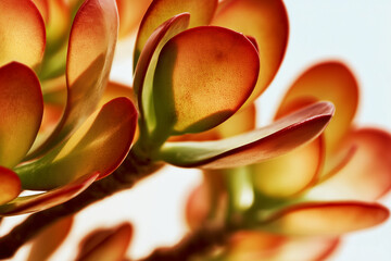 Macro of orange jade succulent leaves