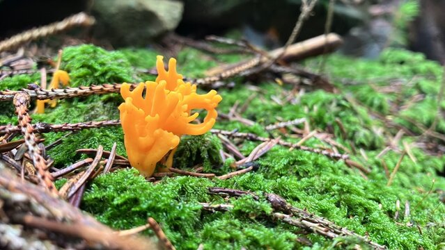 Ramaria flava mushroom. Yellow coral fungi. Close up view.