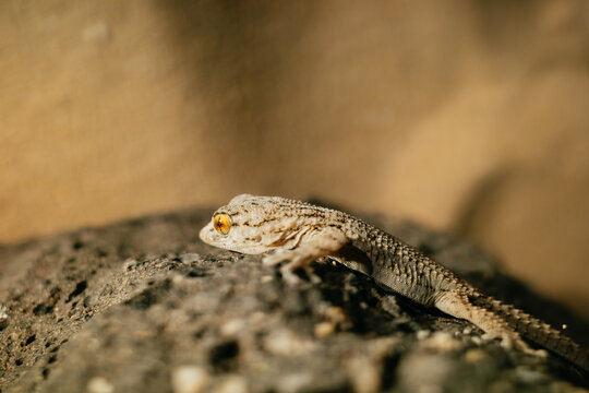 Gecko Resting on Desert Rock