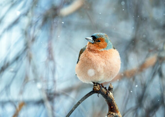 bird male finch sitting on a branch in a spring garden under falling snow