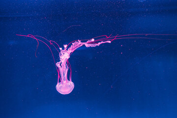 underwater photography jellyfish Purple striped jelly. Chrysaora colorata