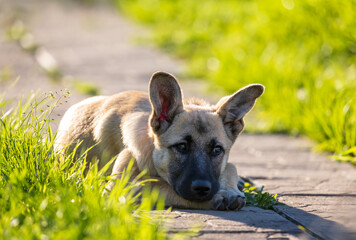 Fototapete bei efototapeten.de bestellen   