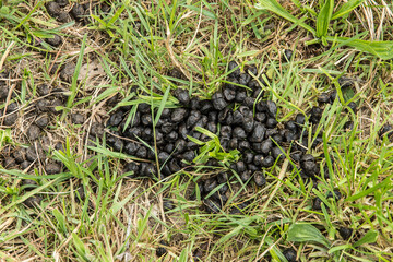 droppings from a sheep grazing in the nature reserve Kruisbergse Bos