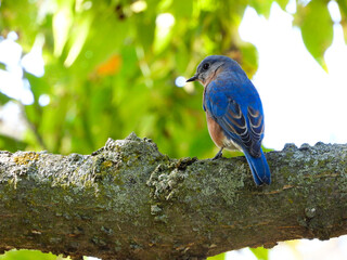Naklejka premium Beautiful bluebird perched on a large tree branch in the fall season
