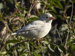 Fototapeta premium Rare leucistic house sparrow 