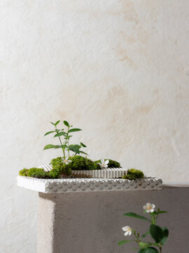 Modern Decorative Plant Arrangement with Moss and Flowers