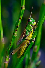 Sumpfgrashüpfer // Water-meadow grasshopper (Pseudochorthippus montanus) 