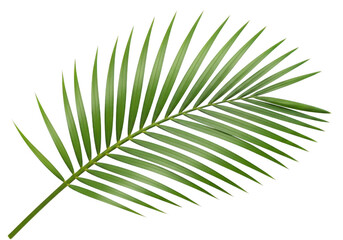 Obraz premium Close-up of a vibrant green palm frond with detailed texture against a dark backdrop isolated on transparent background