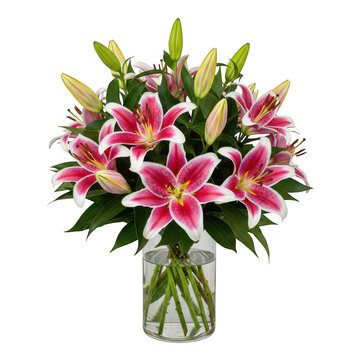 Vibrant pink stargazer lilies in a clear glass vase fresh floral arrangement isolated on transparent background