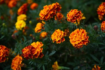 Orange and yellow marigolds in a flower bed in autumn in the garden close-up as a landscape design concept