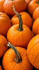 Close-up view of many pumpkins, stacked tightly together.  Bright orange gourds with stems, showing detail in the ribbed skin