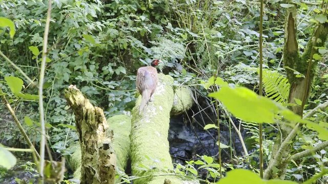 Pheasant in the Exmoor National Park in England