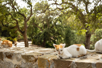 Stra&szlig;enkatzen Marokko