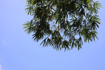 Tree with many branches and leaves is in the sky
