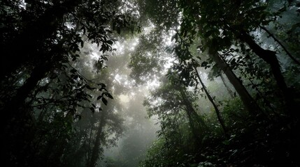 Dense jungle canopy, looking upwards