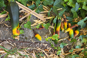zucchini diseases in garden