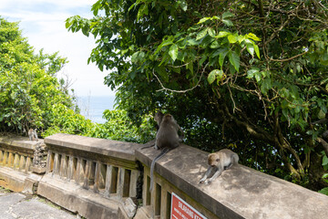Group of monkeys are sitting on a stone wall next to a sign that says 