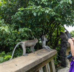 Woman is taking a picture of three monkeys on a ledge