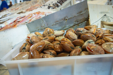 Braune Muscheln © Sabrina