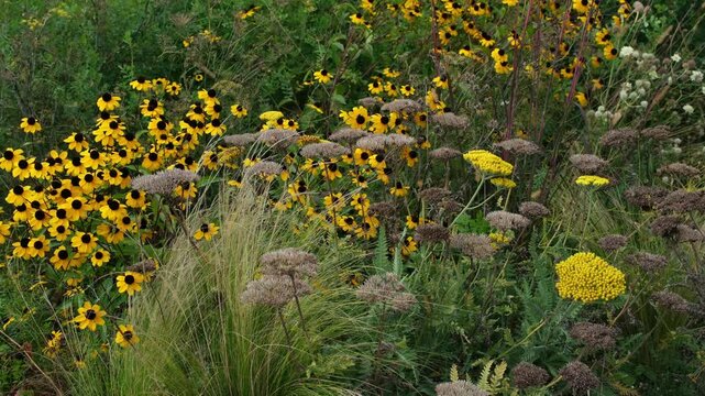 Herbstliche Gartenpracht in der Schweiz, ein sch&ouml;ner Garten im Herbst, letzte bl&uuml;hende Bl&uuml;ten und Ziergr&auml;ser Pflanzen