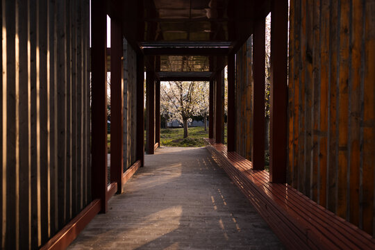 Wooden Walkway Framing Tree View