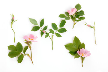 Rosehip flowers, buds and leaves on white background, medicinal plant, natural floral arrangement set, summer bloom, botanical element for wedding decor, greeting card, organic cosmetics banner