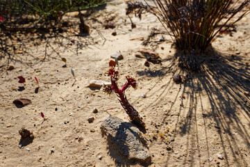 Fynbos plants and flowers along the hiking trail in the arid Biedouw Valley, South Africa.