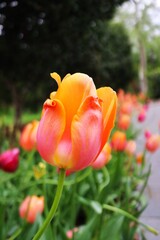 Pink and orange tulip close up view with abstract garden background. Dallas botanical garden.