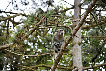 Javanese monkey in the tree top