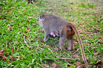 Javanese monkey mother carrying her newborn baby