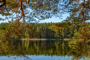 Calm forest lake surrounded by pine trees, reflected in still water on a clear sunny day, framed by tree branches.