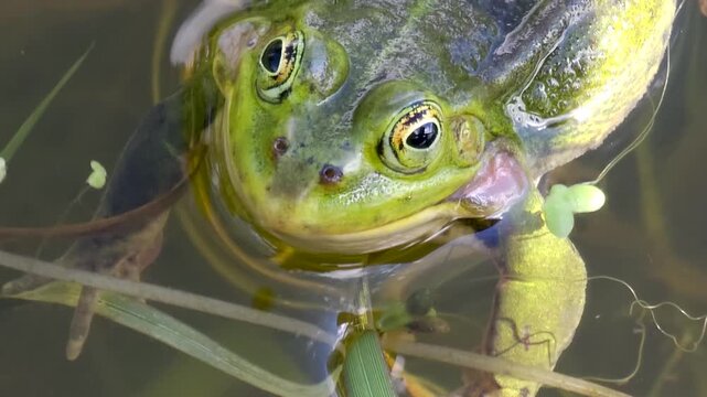 The green marsh frog croaks in the swamp. The amphibians are in mating season. We puff out our cheeks. The pelophylax is sexually mature