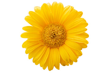 Detailed yellow daisy flower isolated on transparent background