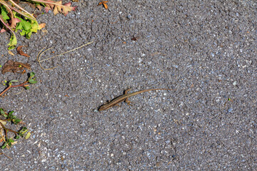 Common wall lizard (Podarcis muralis) on a street in South Tyrol, Italy