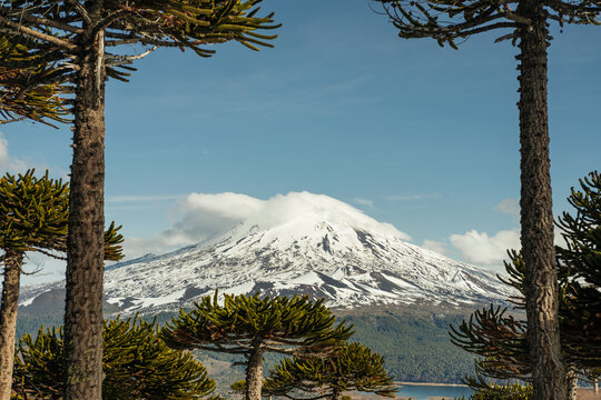 Snow-capped volcano adn araucarias in Conguill&iacute;o National Park, Chile