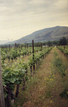 Vines at Okanagan region, British Columbia, Canada