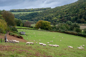 sheep in the field